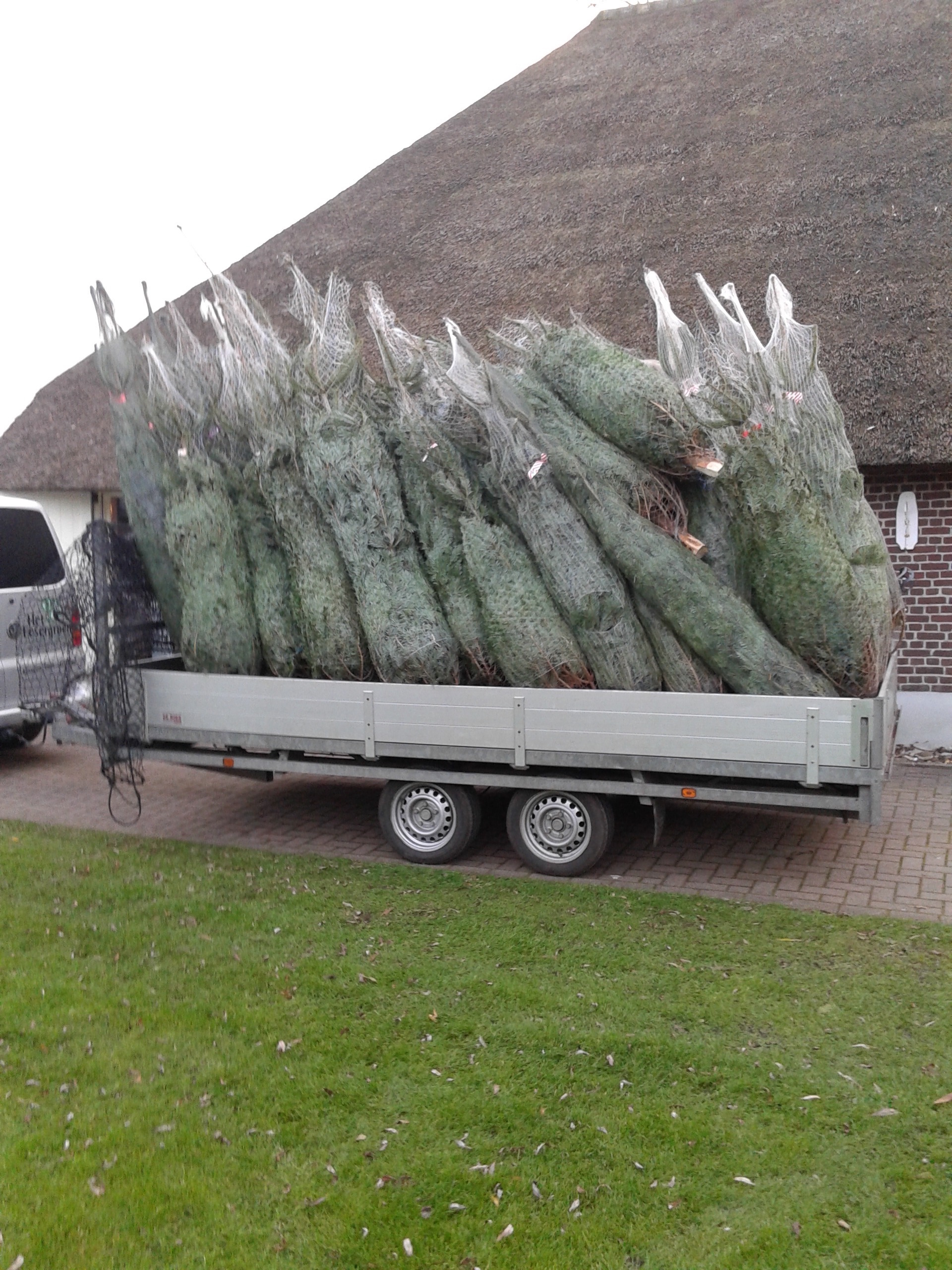 Nordmann kerstbomen het eesergroen eesveenhet eesergroen eesveen
