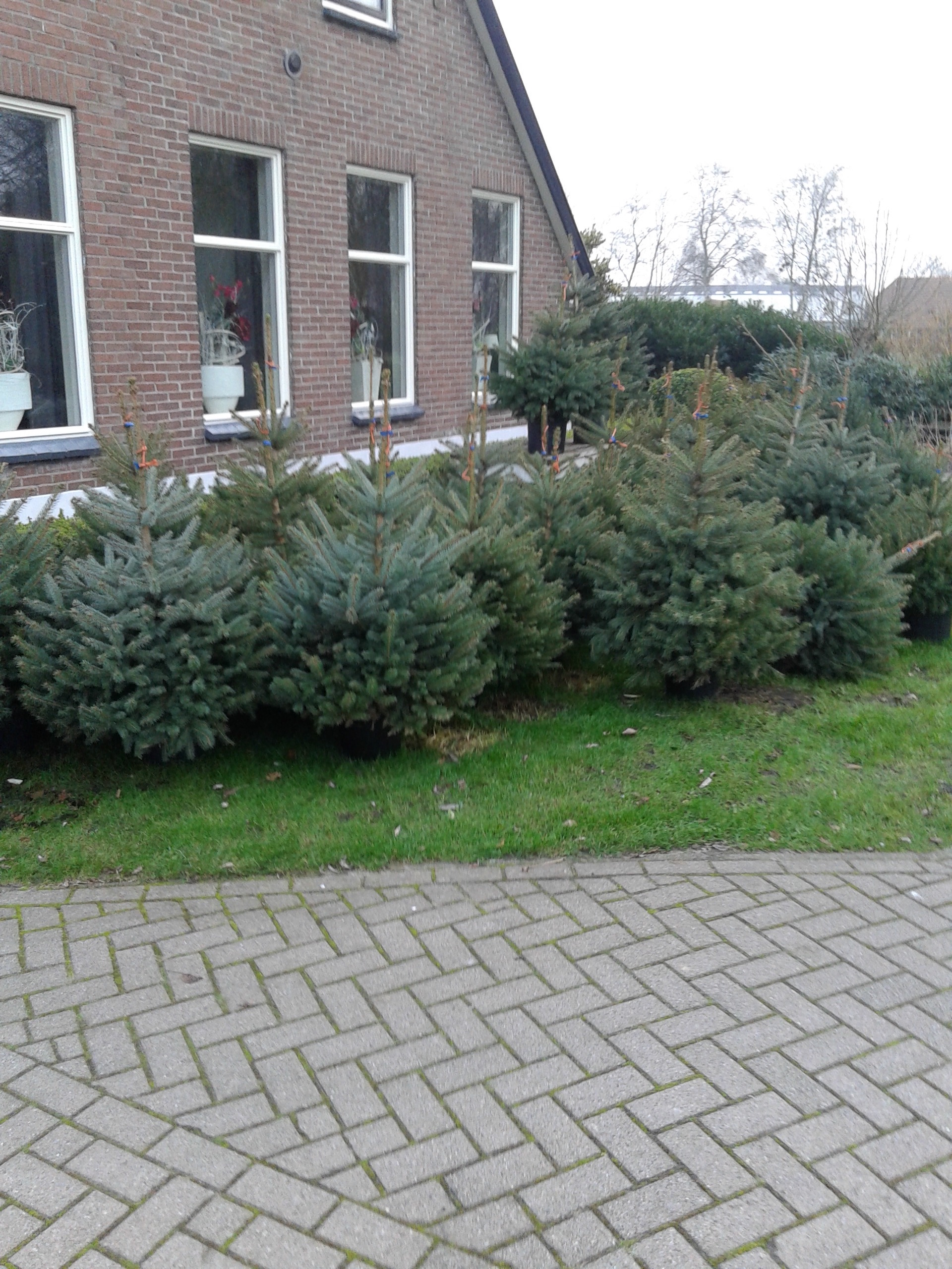 Nordmann kerstbomen het eesergroen eesveenhet eesergroen eesveen