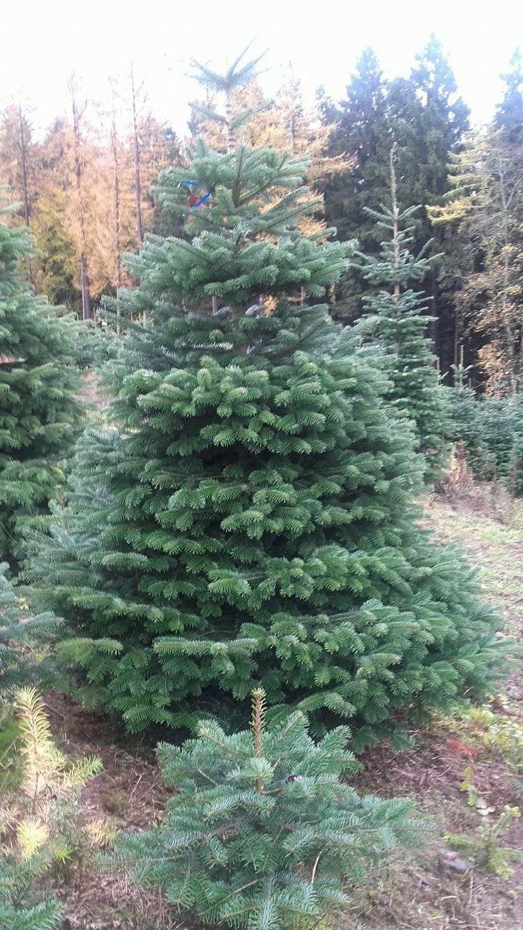 opgraven bewijs Ongunstig Nordmann Kerstbomen - Het Eesergroen EesveenHet Eesergroen Eesveen